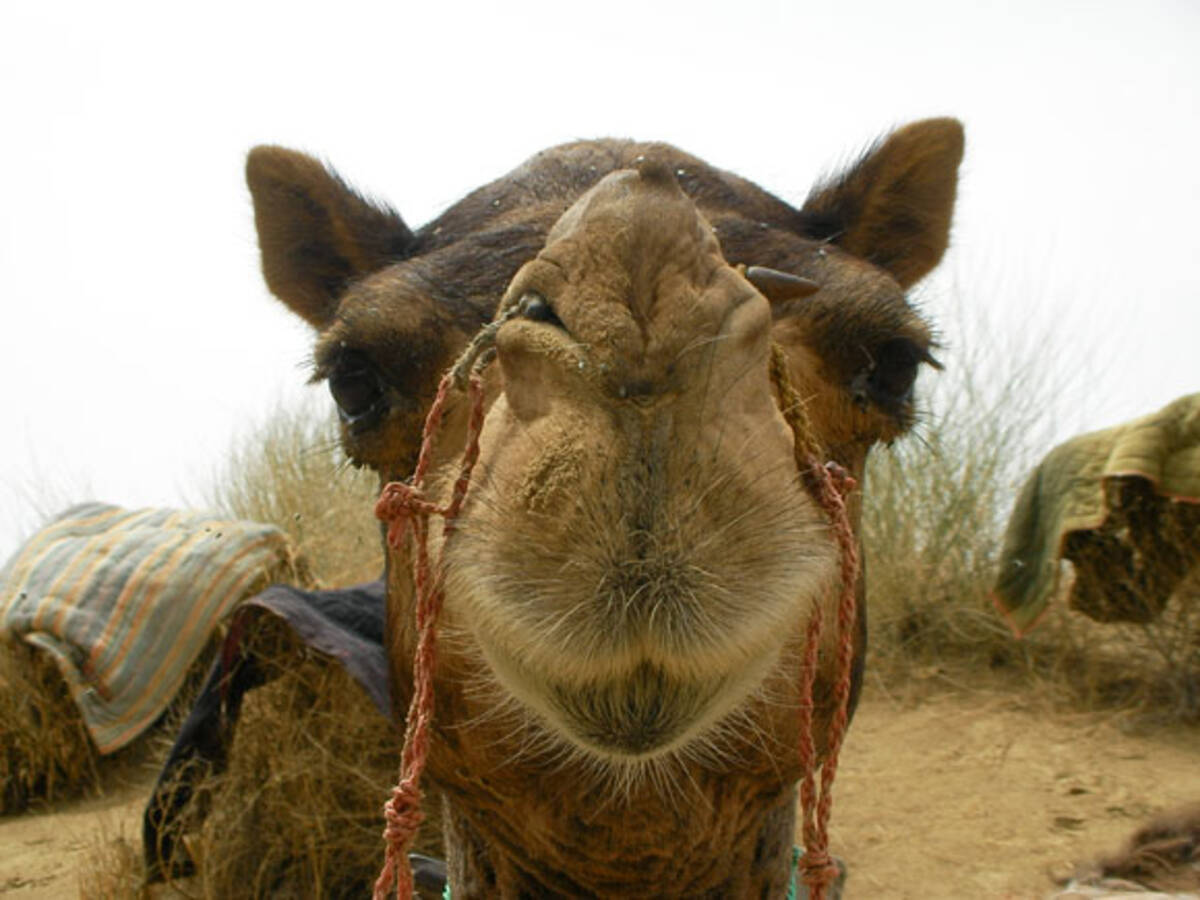 ラクダの鳴き声 あまり知られていないけどこんな声です 12年1月26日 エキサイトニュース