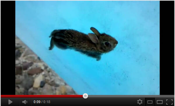 うさぎをプールに入れるとこうなる 12年1月31日 エキサイトニュース