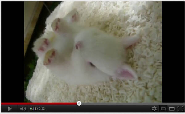 はうぅぅぅ 仰向けで爆睡するうさぎのベビーたんが可愛いすぎるのれす 12年2月19日 エキサイトニュース