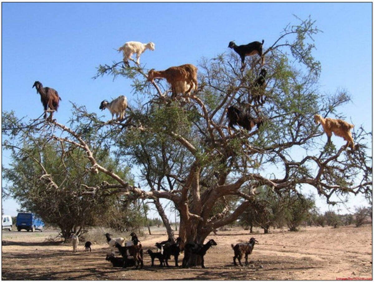 サハラ砂漠ではヤギも木に登るんやで 12年2月29日 エキサイトニュース