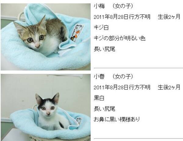 里親詐欺 保護された猫を15匹も殺害した廣瀬勝海被告にたった懲役3年の求刑 ネットではより厳罰を求め署名活動が継続中 12年4月27日 エキサイトニュース