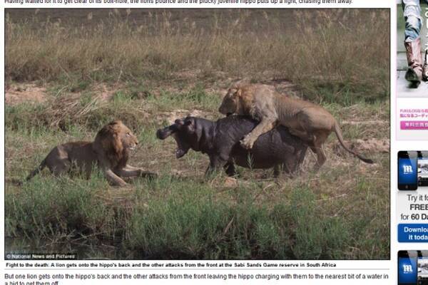 これぞ自然界の厳しさ ライオンvs子カバ の壮絶な戦いを捉えた写真集が話題に 12年5月29日 エキサイトニュース