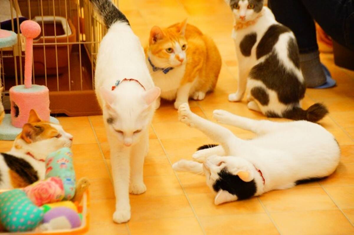 猫の里親になりたい人も猫カフェで癒されたい人にもイイ 里親募集型猫カフェ えこねこ が心地良い 12年6月26日 エキサイトニュース