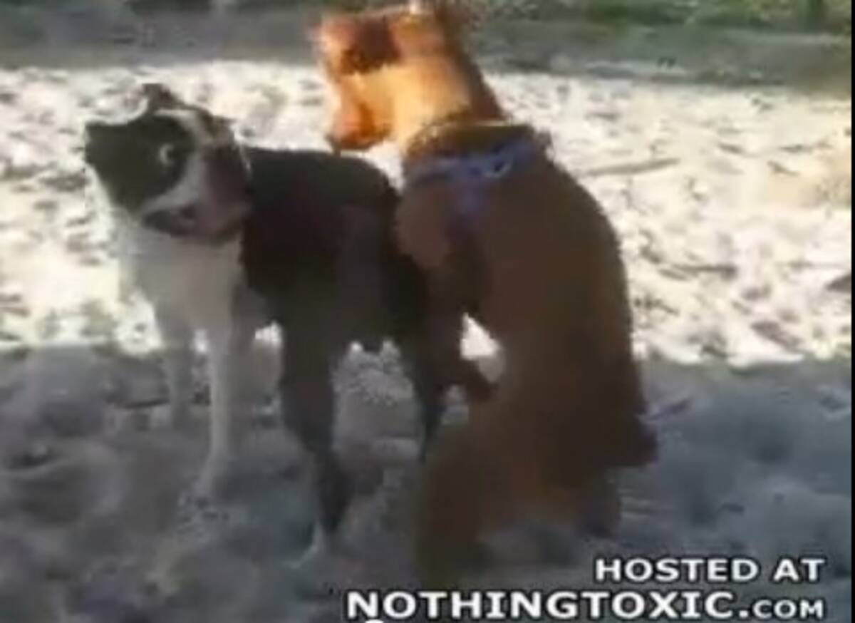 衝撃動画ニュース 犬にもゲイはいる オス犬同士で交尾する動画 12年7月日 エキサイトニュース
