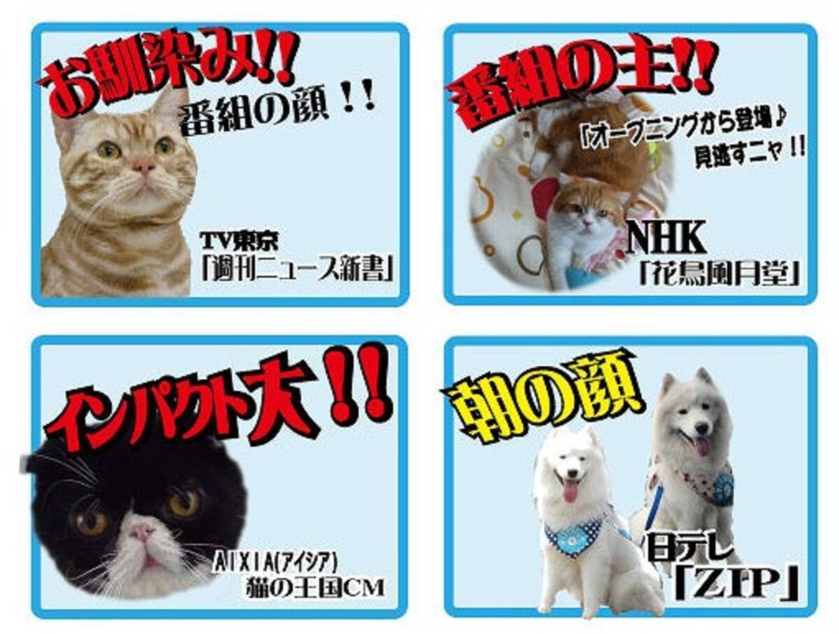 タレント犬死亡で疑問視 熱中症で事故死したジッペイを出演させていた動物プロダクションがサイトからジッペイ情報を削除か 12年8月10日 エキサイトニュース 2 2