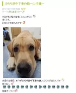 タレント犬死亡で疑問視 熱中症で事故死したジッペイを出演させていた動物プロダクションがサイトからジッペイ情報を削除か 12年8月10日 エキサイトニュース 2 2