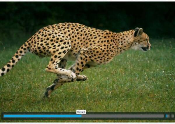 見とれてしまうほどの美しい筋肉 地上最速の動物 チーター の超スローモーション動画が必見すぎる 12年12月1日 エキサイトニュース