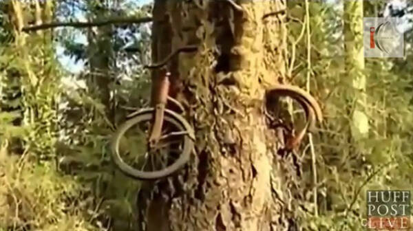 50年以上前に失くした自転車を発見したら地上1 5メートルの位置で木の一部と化していたでござる 13年1月12日 エキサイトニュース
