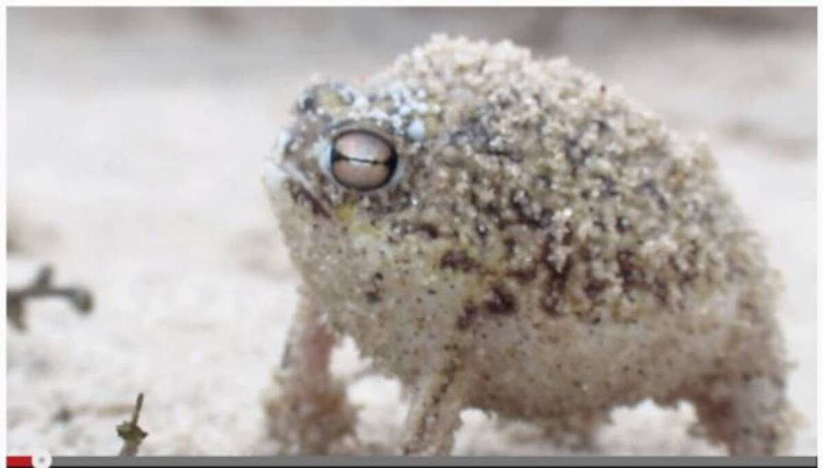 なんだこのキュートな鳴き声は 南アフリカで撮影されたカエルが史上最強に可愛いと話題に 13年2月19日 エキサイトニュース