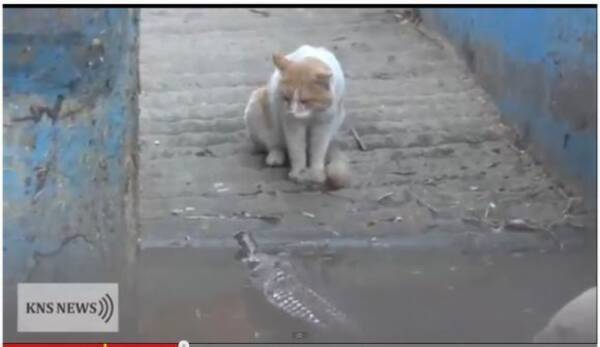 ニャンコ最強説 高速猫パンチでワニを撃退するニャンコが目撃される 13年2月25日 エキサイトニュース
