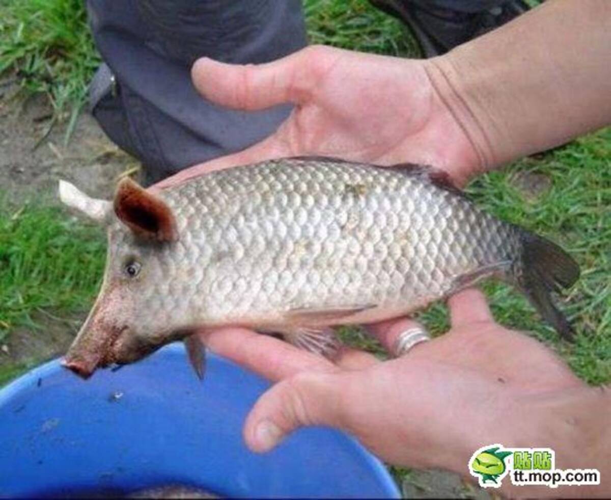マジか 完全にブタの顔をした 豚面魚 が激写される 13年2月28日 エキサイトニュース