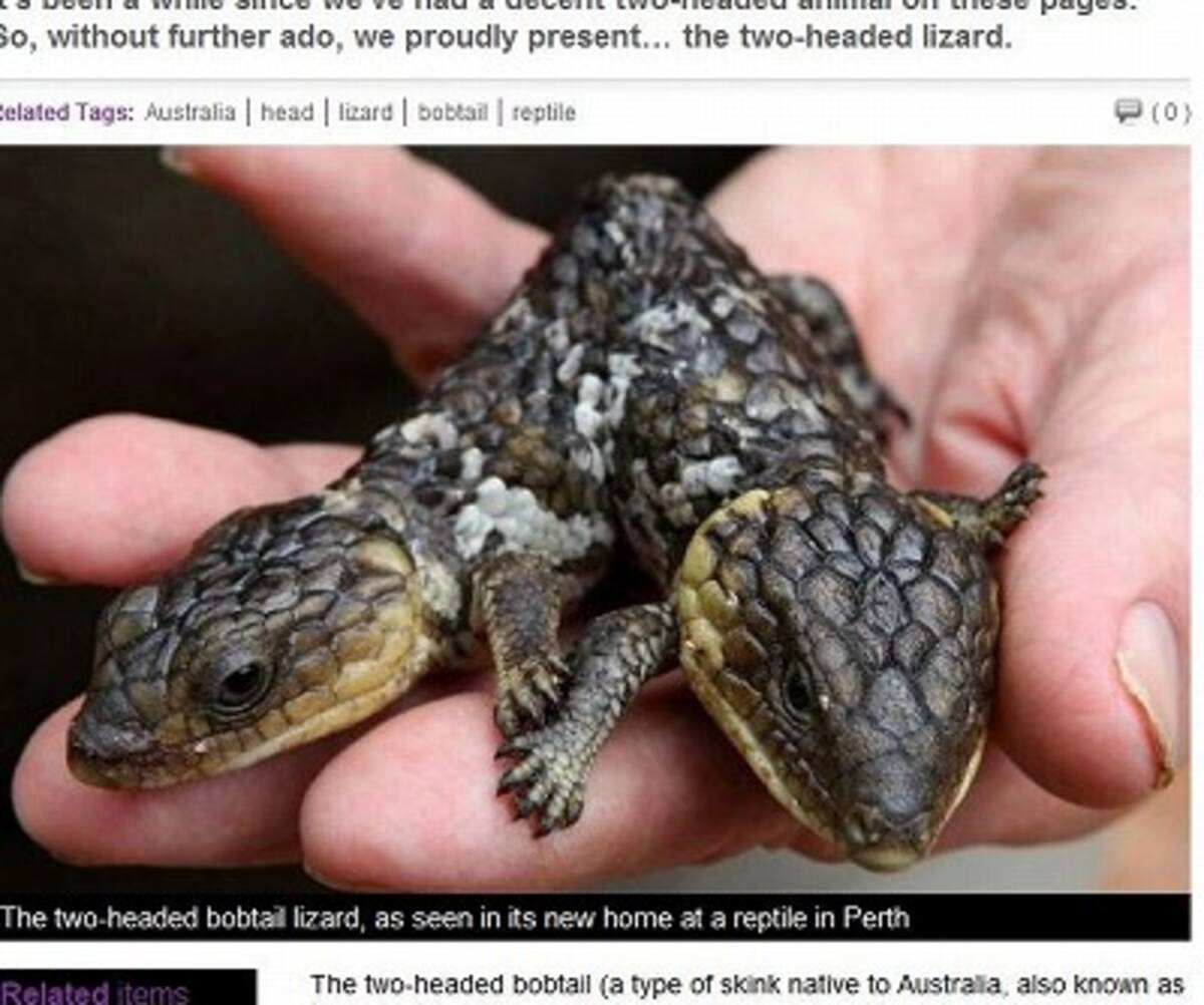 2つ頭のトカゲを保護 大きい頭が小さい頭を攻撃することも 10年4月25日 エキサイトニュース