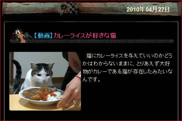 カレーライスを食べる猫 10年4月27日 エキサイトニュース