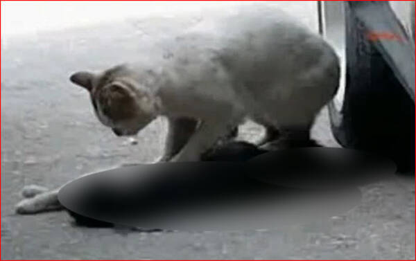 悲劇と感動 死んだ猫の心臓マッサージをする猫 10年5月9日 エキサイトニュース