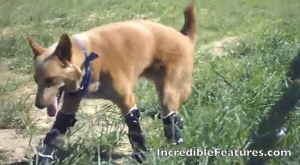 感動動画 凍傷で4本の足を失った捨て犬が 世界初の4本義足 を手に入れ奇跡の復活 13年6月25日 エキサイトニュース