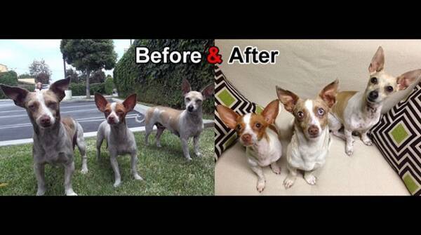 感動動画 虐待を受けて捨てられた犬たちの救出動画が世界中の人々の心を打つ 13年7月22日 エキサイトニュース