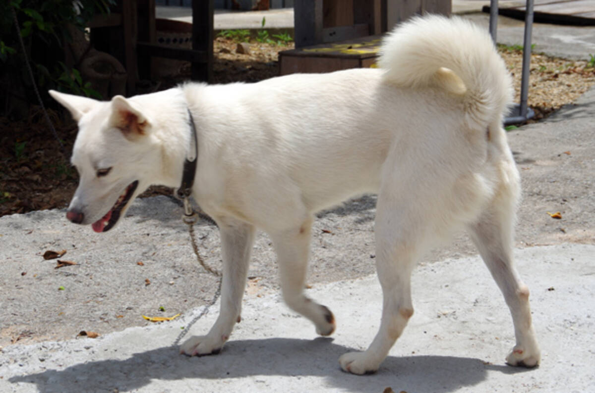 犬は色盲 は迷信だった 黄色と青色を識別できることが証明される 13年7月31日 エキサイトニュース