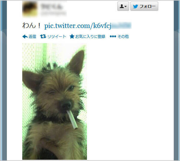 危険 犬にタバコをくわえさせた写真をtwitterに掲載して問題視 体重6キロの犬が1本食べると死亡する場合あり 13年9月27日 エキサイトニュース