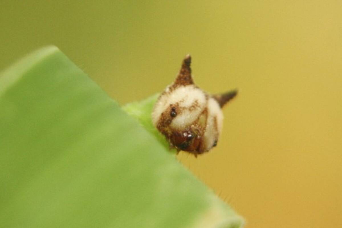 キティちゃんにソックリな毛虫が世界中で話題に 海外の声 可愛い これは良いハローキティ 13年9月30日 エキサイトニュース