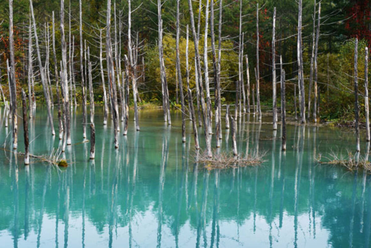 実在した絶景 Macの壁紙で有名な 青い池 に行ってみた 北海道上川郡美瑛町 13年10月10日 エキサイトニュース