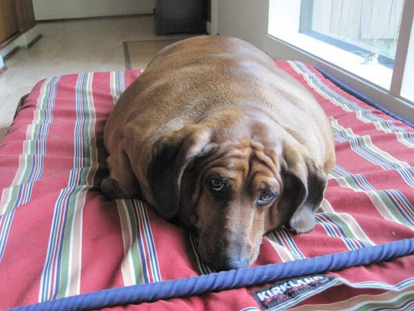 体重が35キロに達した小型犬が 1年間におよぶダイエットに成功 して話題に 13年10月17日 エキサイトニュース