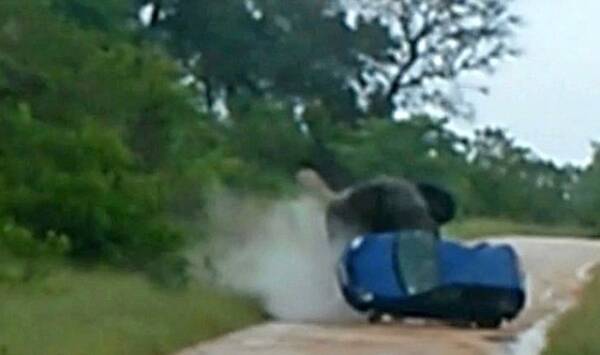 衝撃映像 サファリーパークでカップルの車がゾウに襲われる事故が発生 後続車がその様子を撮影 14年1月17日 エキサイトニュース