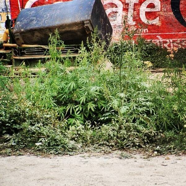 大麻について知られざる10の真実 北朝鮮で大麻は違法でない マンゴーと大麻の組み合わせでさらにハイに など 14年5月13日 エキサイトニュース