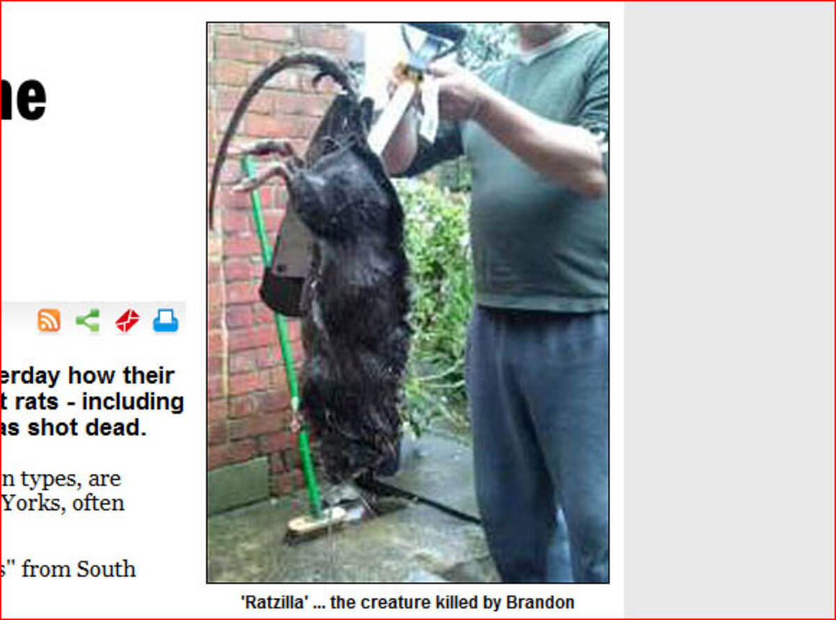 体長75センチの巨大ネズミがあらわれた 10年8月23日 エキサイトニュース