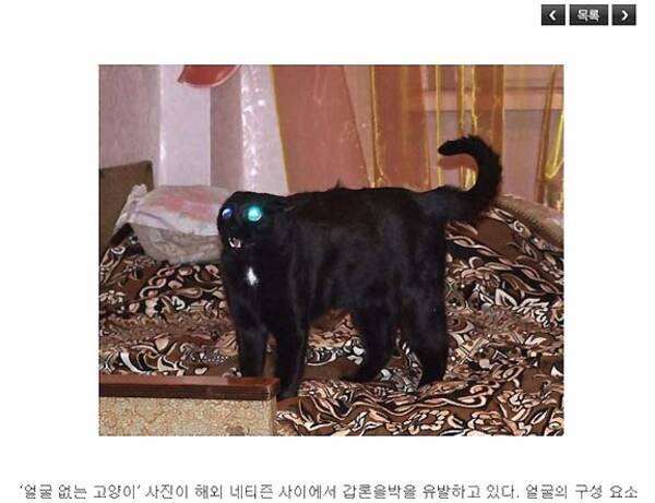 どうしてこうなった 猫の写真を撮ったら首がなくなった 10年9月7日 エキサイトニュース