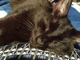 2ch有名コピペ 汚い猫を見つけたので虐待することにした 通りに仔猫を保護した動画が話題 14年9月17日 エキサイトニュース