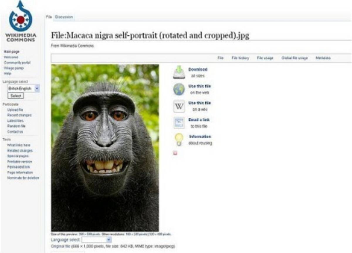 サルの自撮り写真を巡って Wikipedia とカメラマンがバトル Wikipedia サルの自撮り写真の著作権はサルのもの カメラマンに権利はない 14年8月8日 エキサイトニュース
