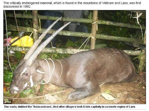 幻の生物ユニコーンが捕獲される 10年9月日 エキサイトニュース