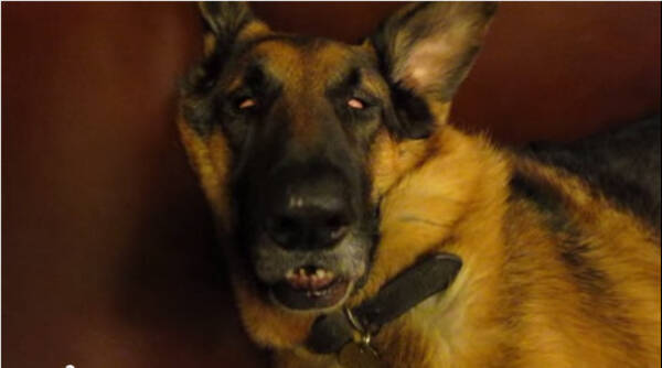 動画あり 熟睡したシェパード犬の顔が完全にエクソシストだと話題 14年10月16日 エキサイトニュース