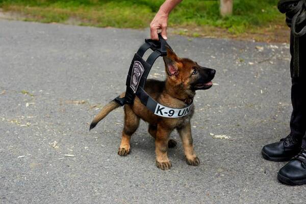 ブレイキング バッド の トゥコ にちなんで名付けられた キュートな警察犬 がカワイすぎる 警察犬用防弾チョッキの広告塔に 14年11月4日 エキサイトニュース