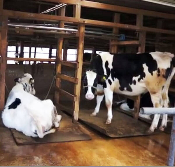 牛が状況に応じて鳴き声を使い分けていたことが判明 ベテラン酪農家からも そう思っていた とのお墨付きが 14年12月25日 エキサイトニュース