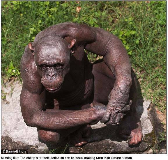 哀愁ただよう全身脱毛症のチンパンジー 10年10月27日 エキサイトニュース