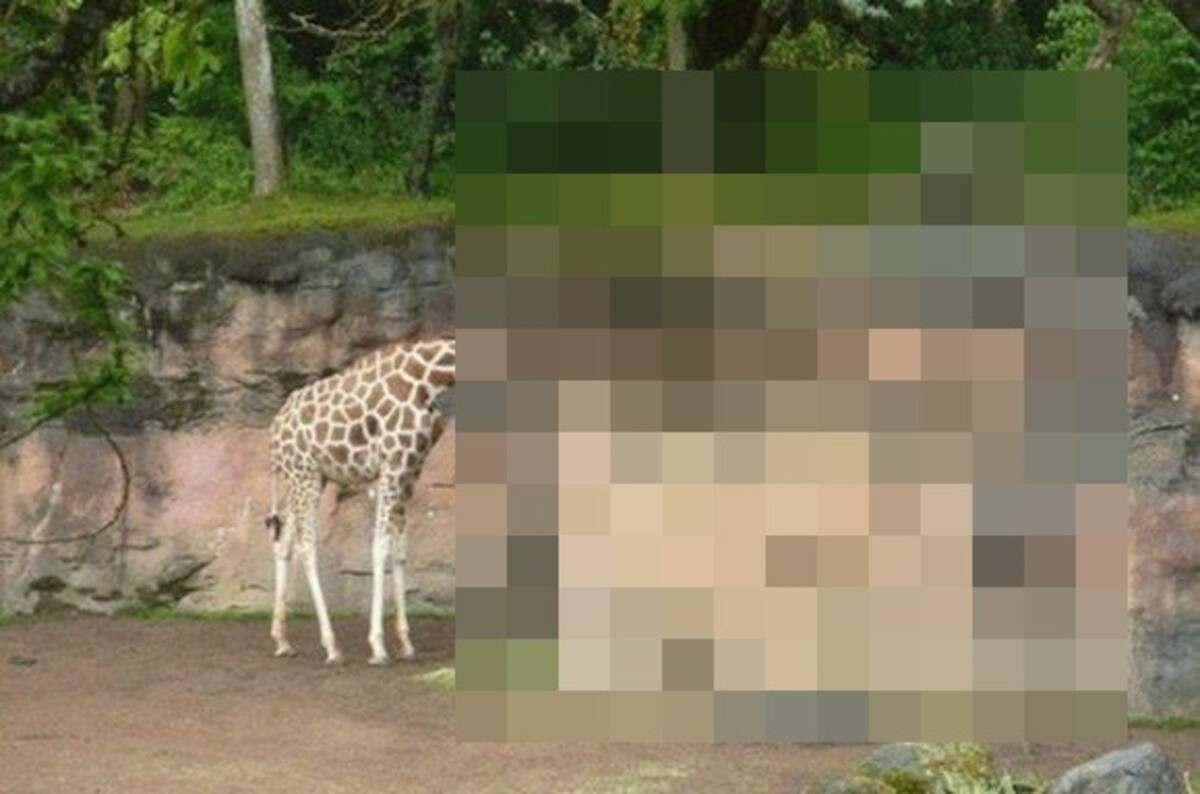 世界最長 思わず二度見してしまうほど首の長いキリンが激写される 15年2月日 エキサイトニュース