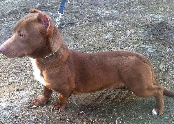 ピットブルとダックスフントの雑種犬がネットで大人気 大きな顔と短足が愛嬌満載で動物保護団体の親善大使に 15年2月26日 エキサイトニュース