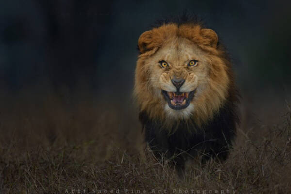 衝撃画像 激高したライオンがこっちに向かってくる姿が猛烈にヤバイ 確実に 死 を覚悟するレベル 15年4月22日 エキサイトニュース