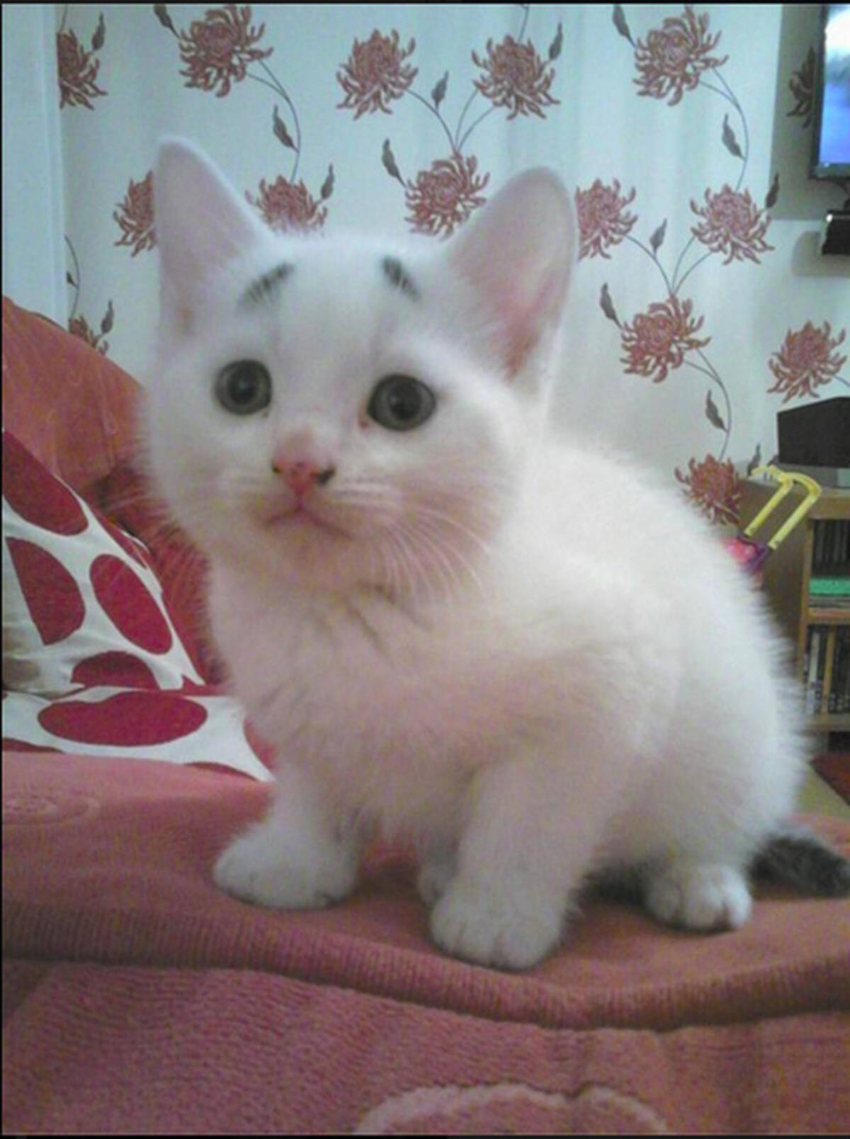 眉ニャンコ なんて可愛い 八 の字 見事な困り眉の子猫ニャンが発見される 15年5月7日 エキサイトニュース