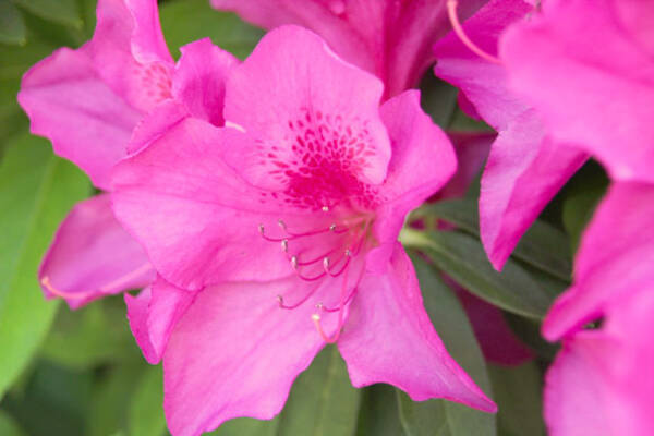 懐かしい味 ジャスミン茶に砂糖を入れると つつじの花の蜜 みたいな味になる みんなよく吸ってた濃いピンクの花の蜜 15年5月8日 エキサイトニュース