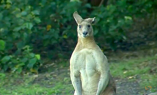 ムッキムキボディなカンガルーが出没 して地域住民がビビりまくり シュワちゃん並みのゴッツい筋肉がマジですごい件 15年5月31日 エキサイトニュース