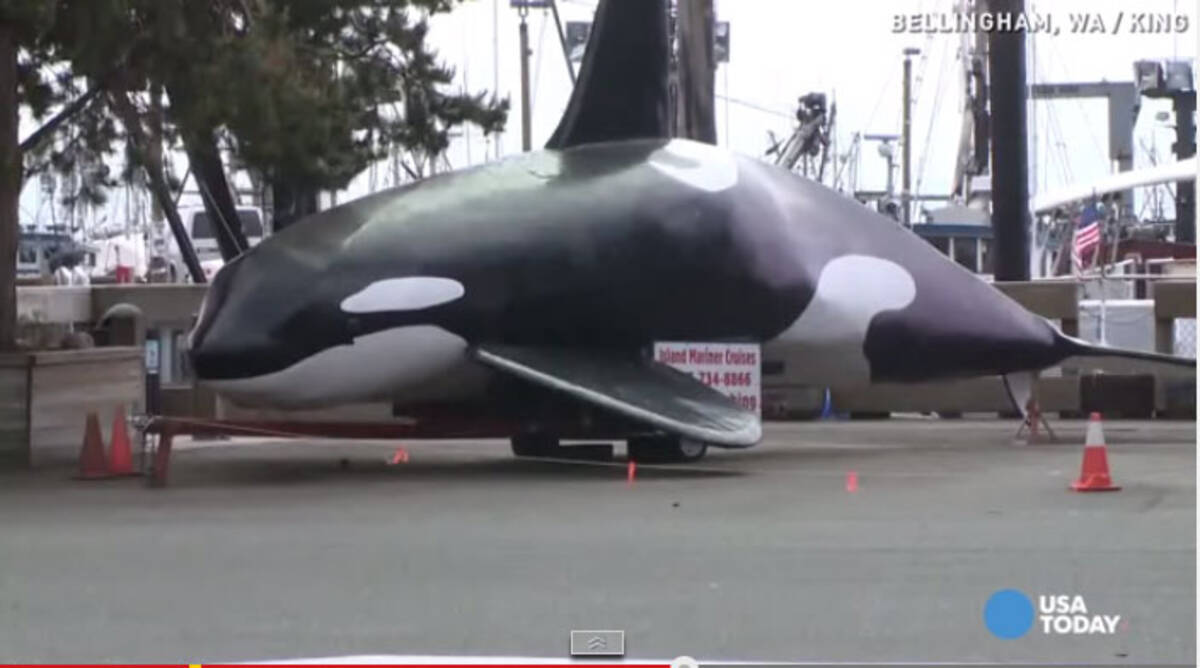 地元住民を悩ますアシカを追い払うべく偽物のシャチが海に放たれる が 散々な結果 になって国民の笑い者に 15年6月12日 エキサイトニュース