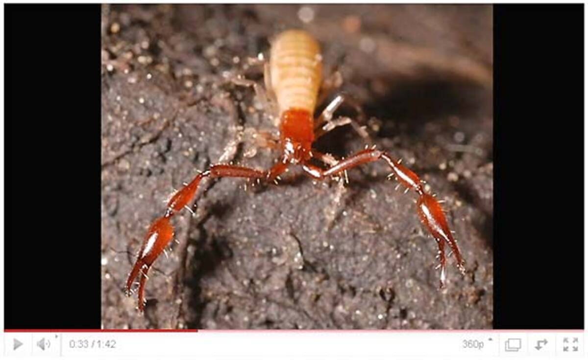 サソリとクモが合体した新種の毒虫 10年12月9日 エキサイトニュース