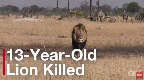 アフリカで有名なライオン セシル を無残に殺したハンターに非難殺到 狩りに支払った報酬は680万円 15年7月31日 エキサイトニュース