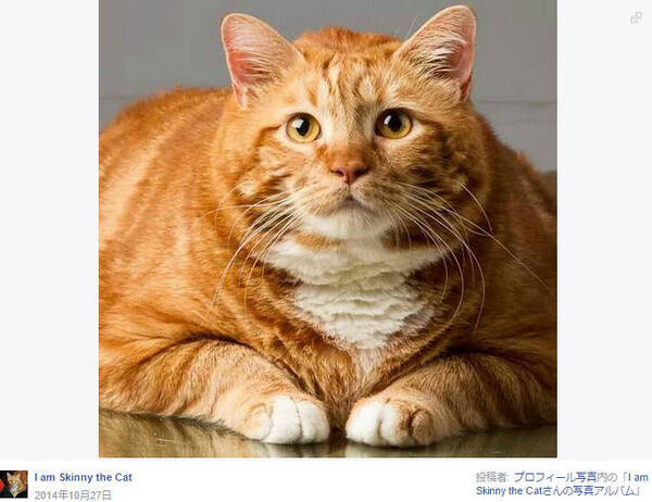 衝撃ビフォーアフター 超おデブなニャンコがダイエットで大変身 10kg痩せた姿が完全に別猫なのニャ 15年8月1日 エキサイトニュース