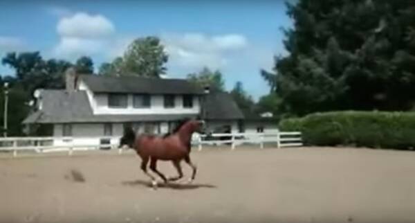 衝撃動画 ヘッドスライディングで脱走する馬 15年8月24日 エキサイトニュース