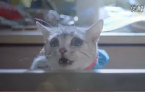 衝撃動画 中国の実写版 ドラえもん の本編が公開 本物の猫がドラえもん そのクオリティが予想外な件 15年9月23日 エキサイトニュース