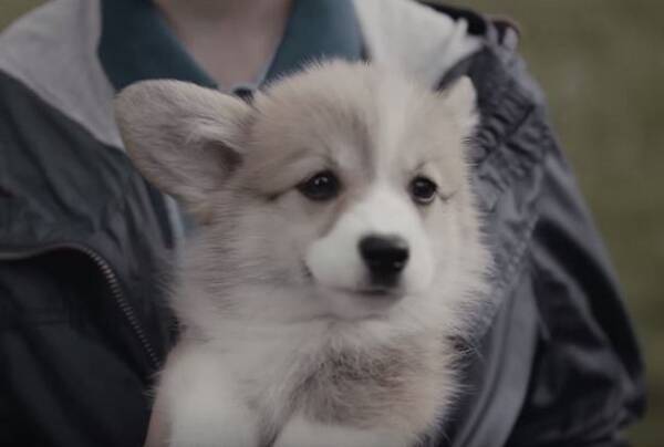 激萌動画 犬がいれば人はこうなる ドッグフードブランド ペディグリーチャム のcmを見てペットの偉大さを思い知った 15年10月7日 エキサイトニュース