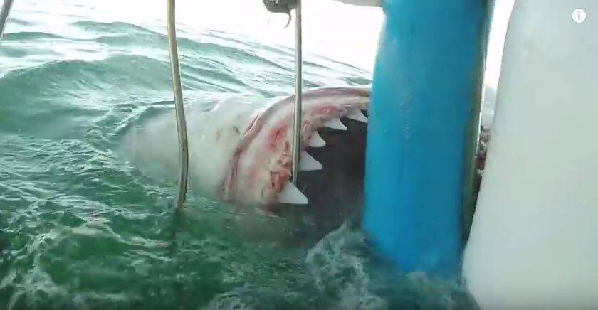 閲覧注意 ジョーズも顔負け 至近距離の 恐怖のサメ襲撃映像 にマジで生きた心地がしない 15年10月16日 エキサイトニュース